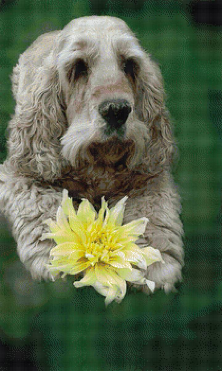 милашка - предпросмотр