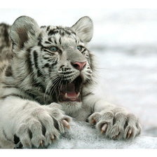 тигренок боится