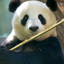 Схема вышивки «Ми-Мишка»