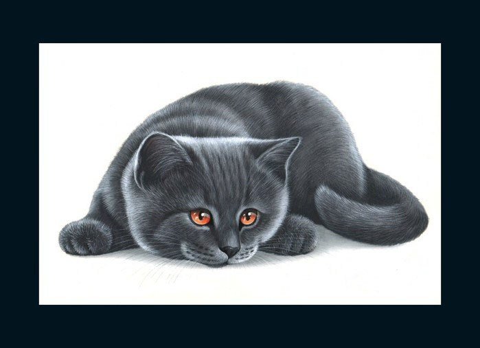 котик - животные, коты - оригинал