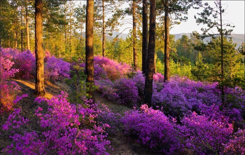 Багульник Забайкальский - забайкалье, лес, багульник, цветы - оригинал