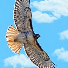 Схема вышивки «Сокол в полете»