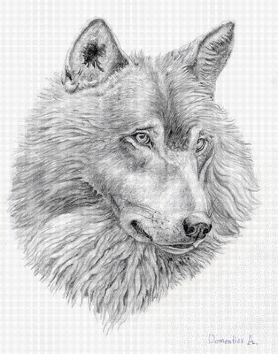 Набросок волка карандашом