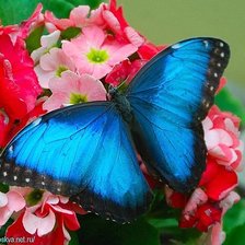 Схема вышивки «№1317829»