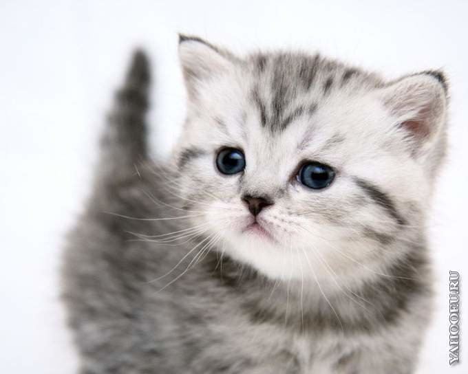 №1318473 - котенок.животные. - оригинал