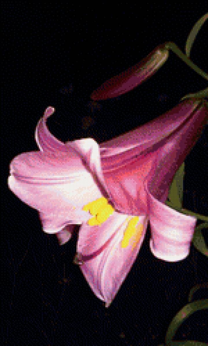 Цветы - цветок, ночь - предпросмотр