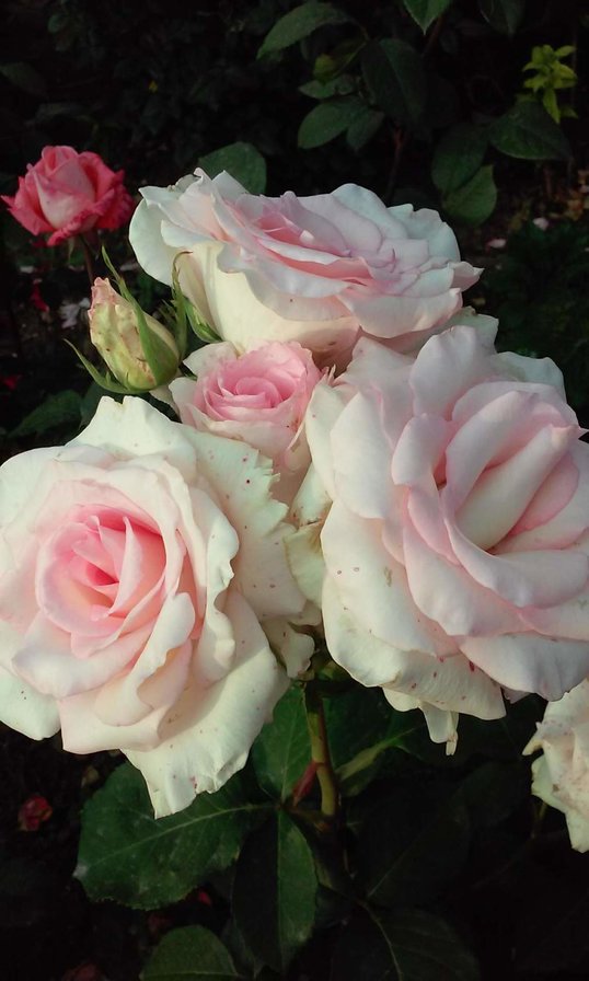 Цветы 2 - ночь, цветок - оригинал