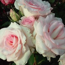 Схема вышивки «Цветы 2»