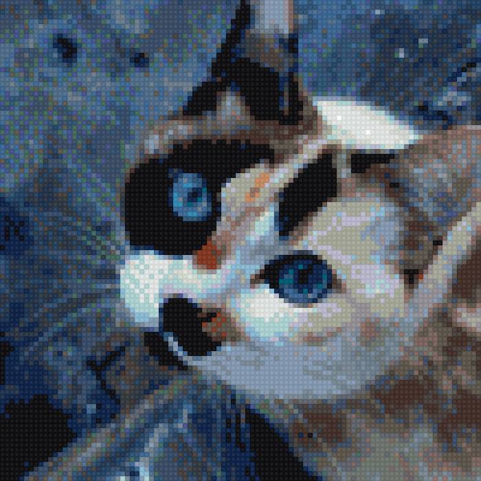 кошка-трёхцветка - глаза, кошки, животные - предпросмотр
