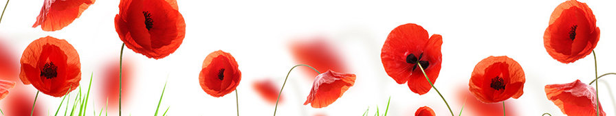 Маки - оригинал