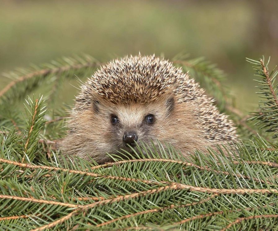 00030 - оригинал