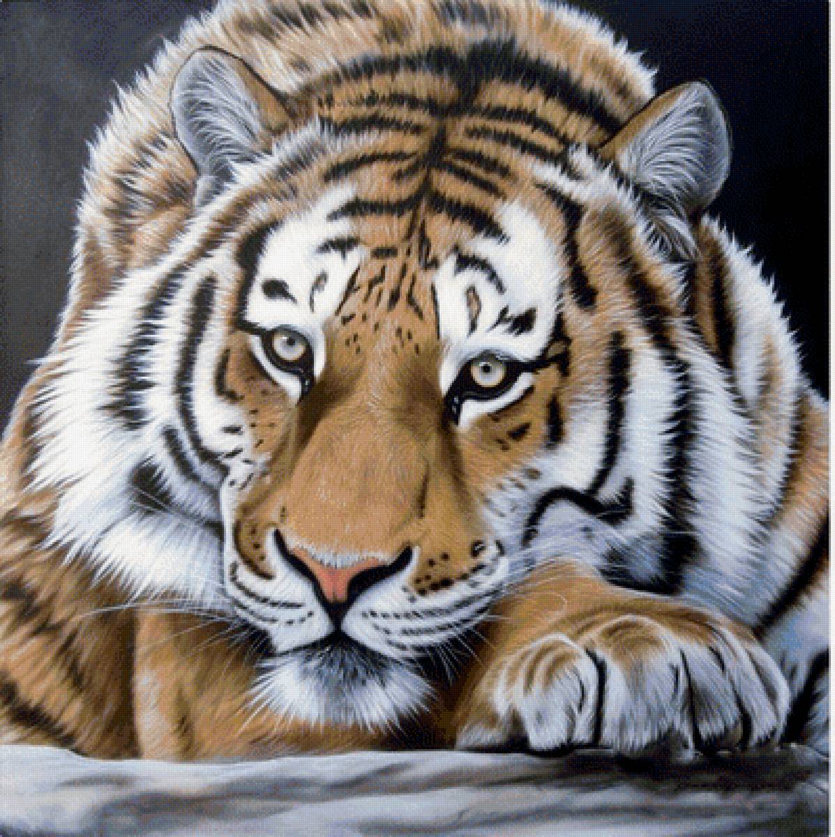 №1320691 - хищники, животные, тигр, тигры - предпросмотр