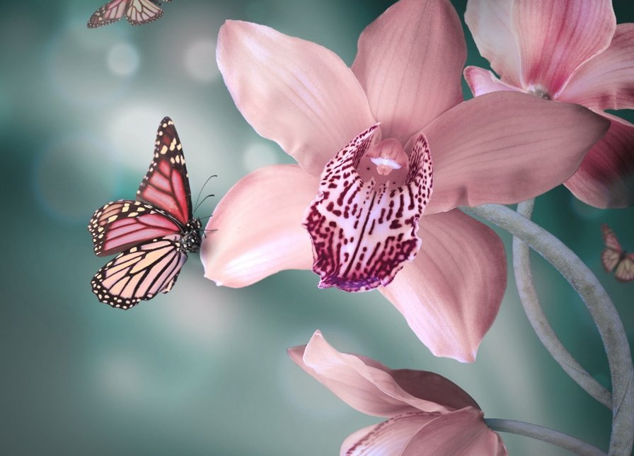 орхидея - оригинал