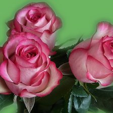 Схема вышивки «№1321261»