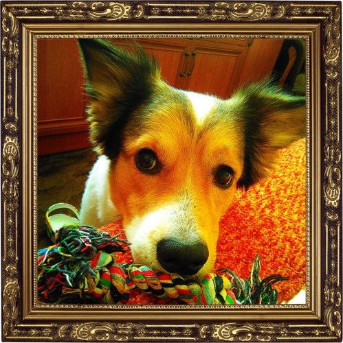 мой любимчик - животные - оригинал