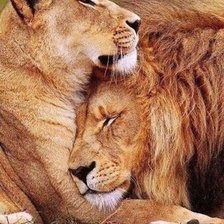 Схема вышивки «Львы»