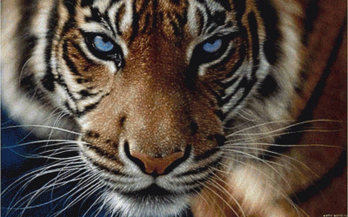 Взгляд тигра - взгляд тигра тигр пятнистые глаза кашачьи - предпросмотр