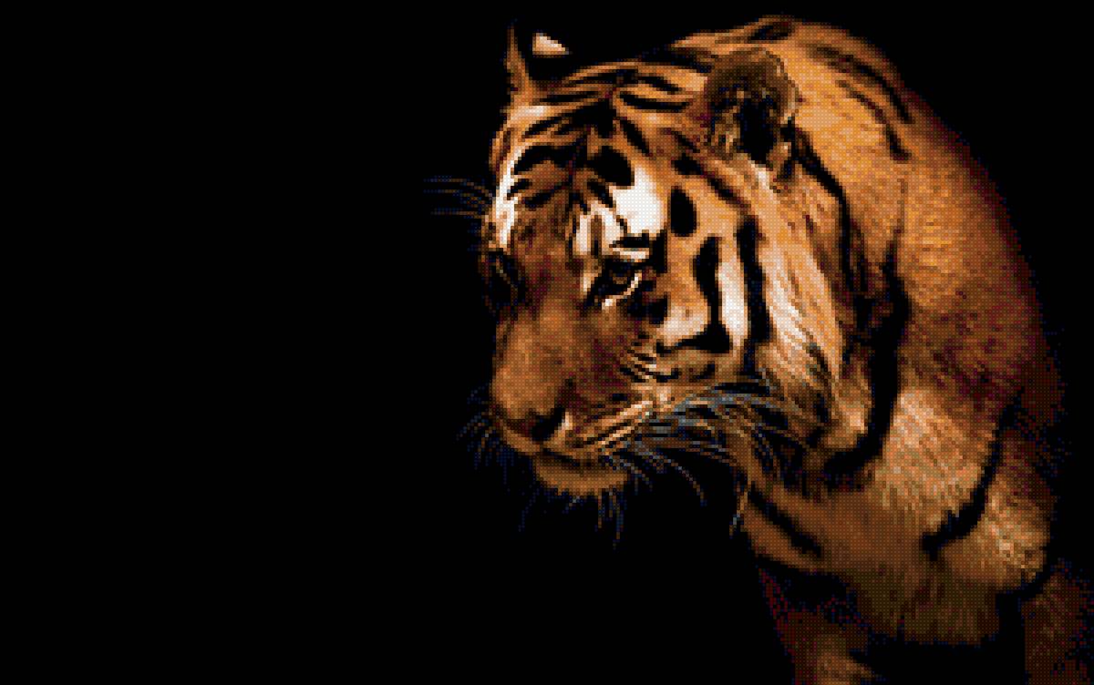 тигра - тигр - предпросмотр