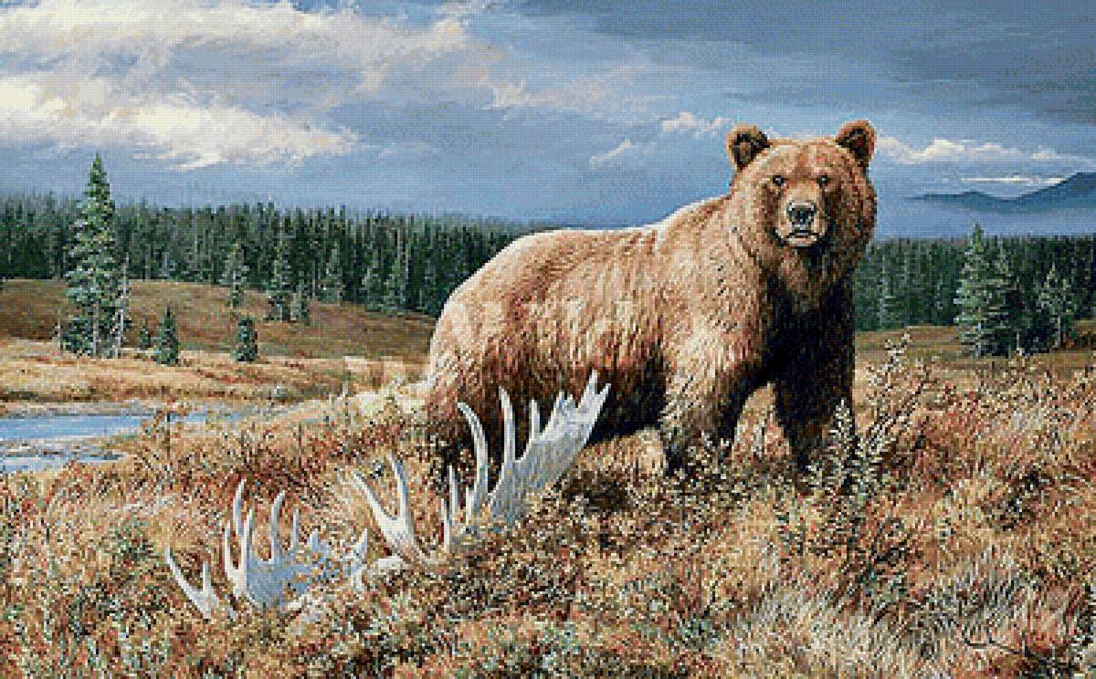 медведь - медведь. животное. хищник - предпросмотр