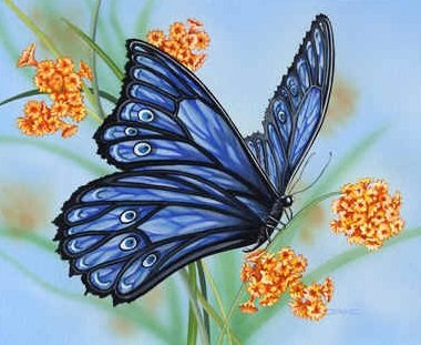 Бабочка - цветы - оригинал