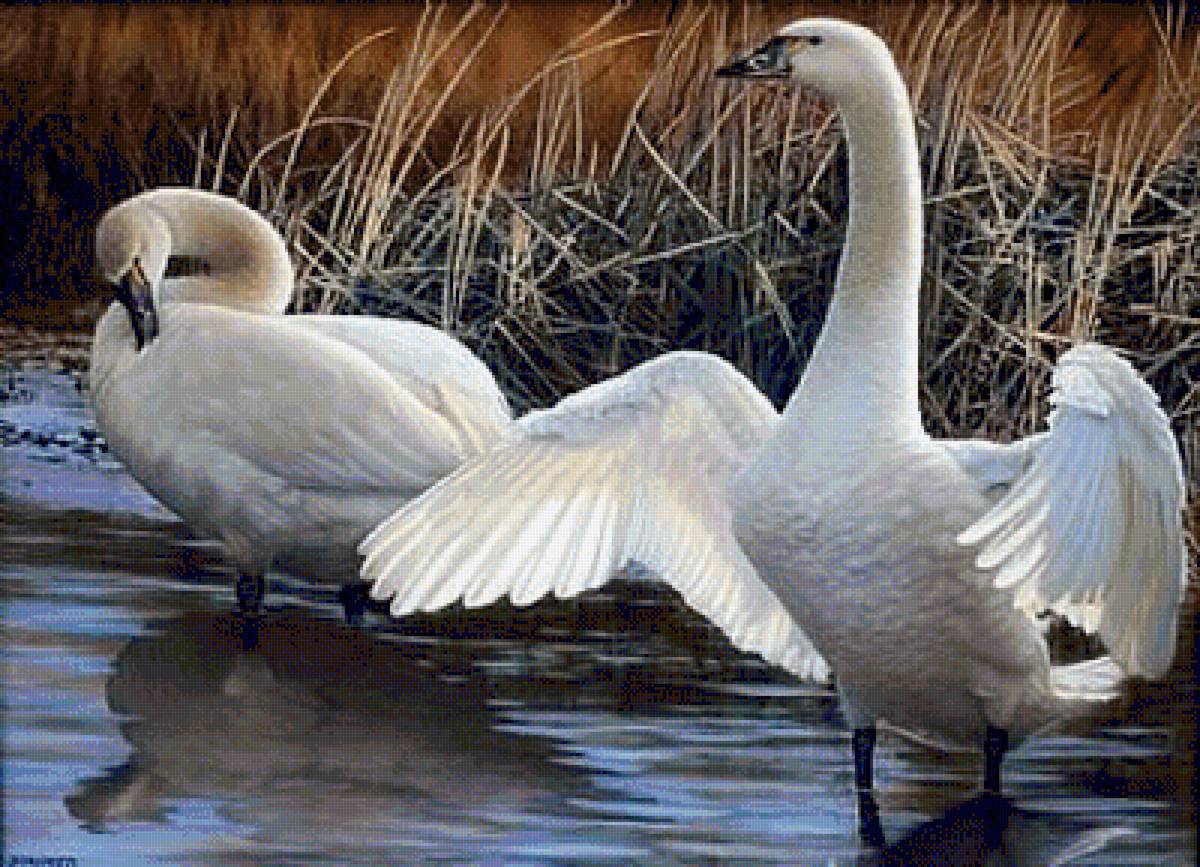 №1321989 - предпросмотр