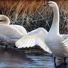 Схема вышивки «№1321989»