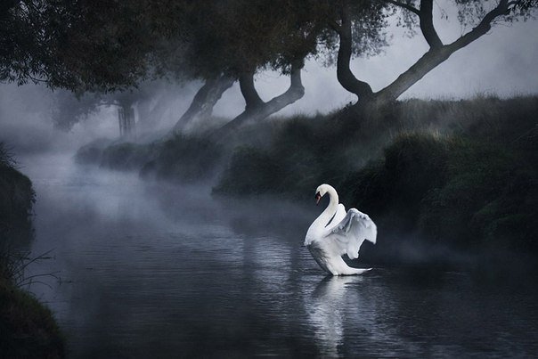 Лебедь - лебедь, туман - оригинал