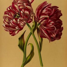 Оригинал схемы вышивки «Тюльпаны» (№1322147)