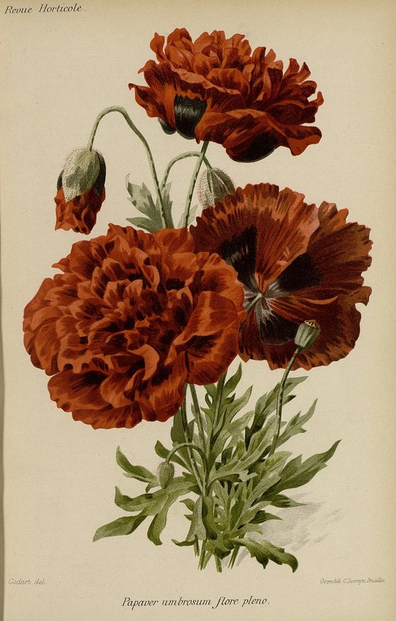 Маки - цветы маки букет - оригинал