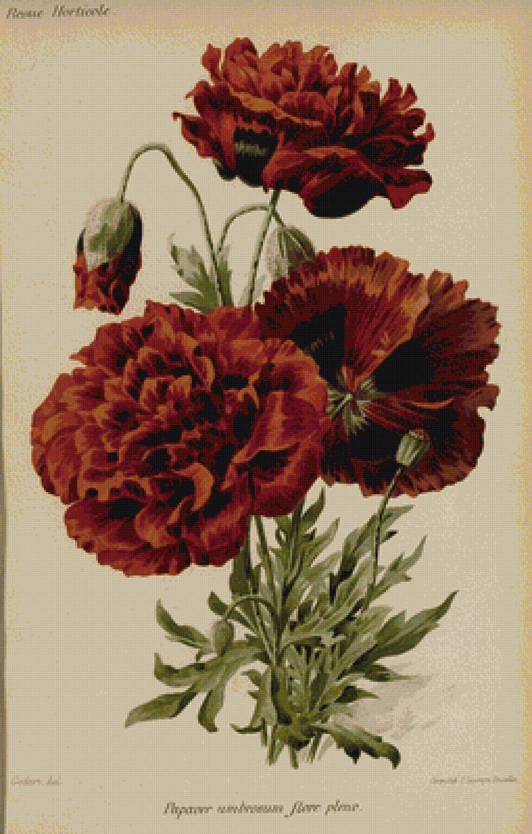 Маки - цветы маки букет - предпросмотр