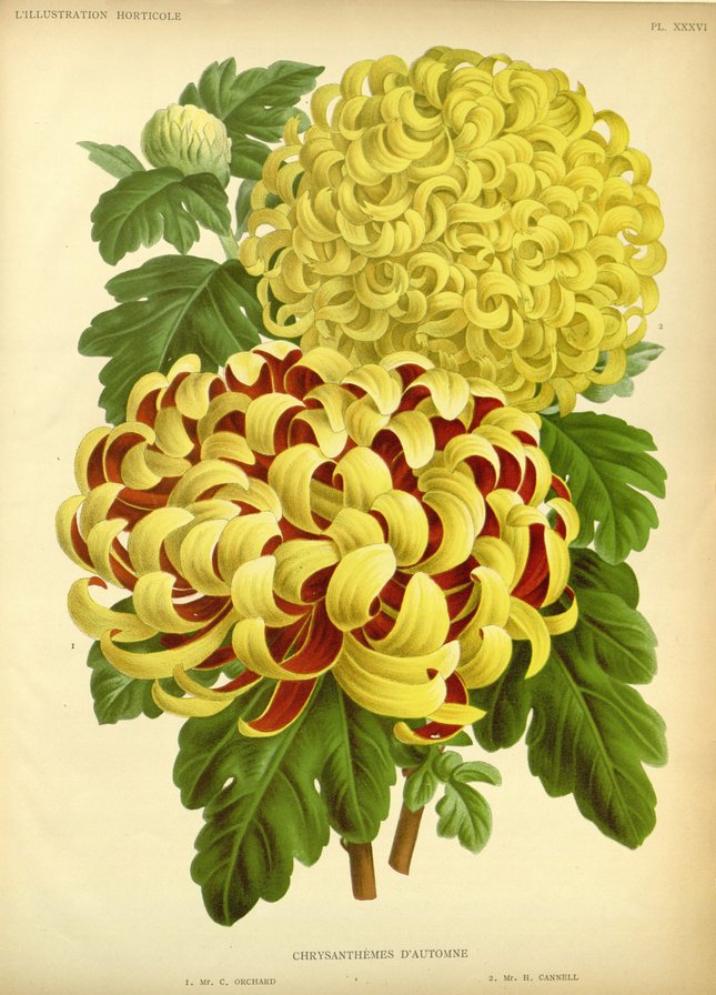 Хризантемы - цветы - оригинал