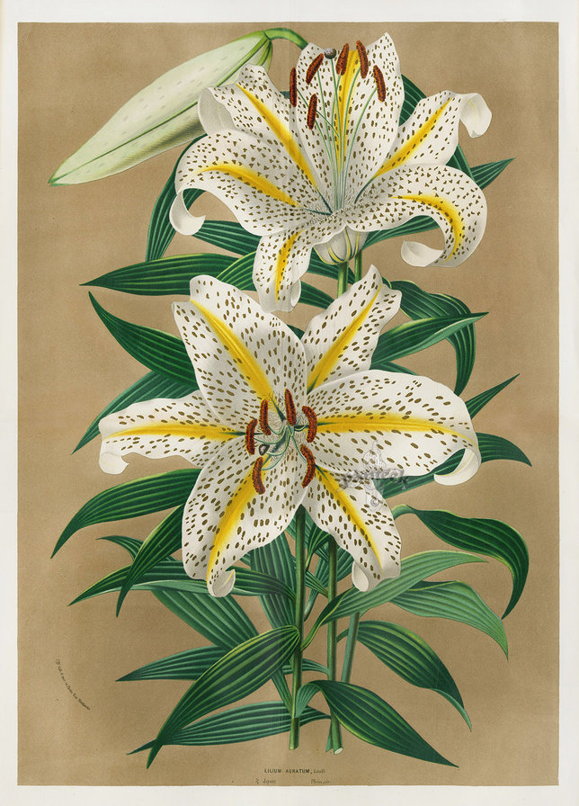 Лилия - цветы - оригинал