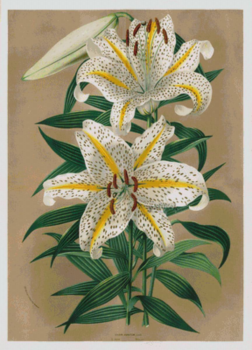 Лилия - цветы - предпросмотр