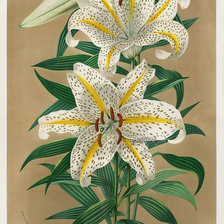 Схема вышивки «Лилия»