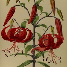 Схема вышивки «Лилия»