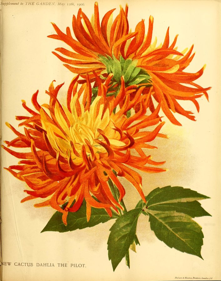 Георгин - цветы - оригинал