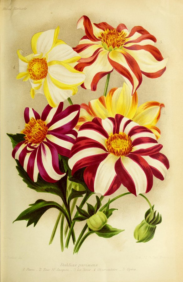 Георгины - цветы - оригинал