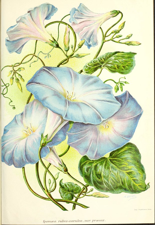 Ипомея - цветы - оригинал