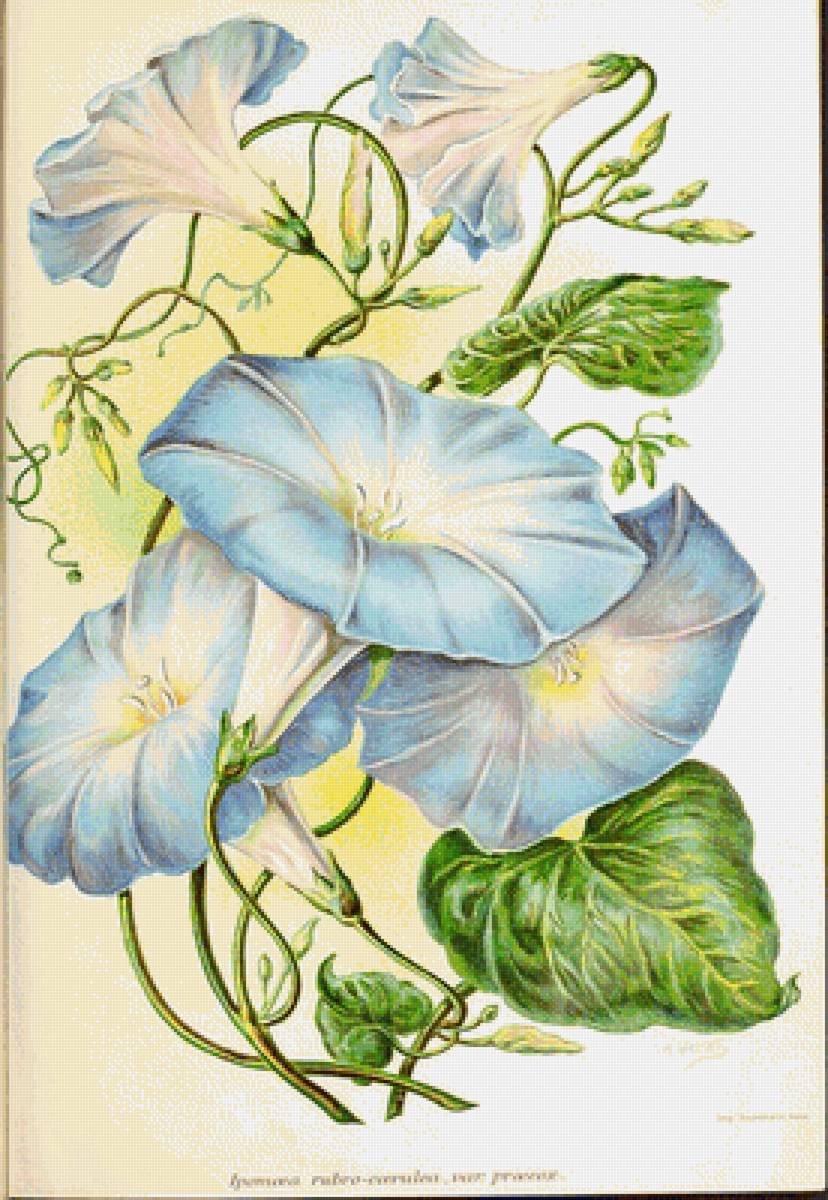 Ипомея - цветы - предпросмотр