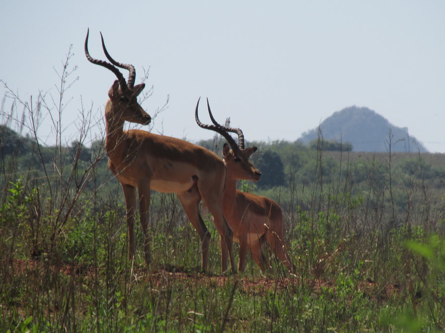 Импалы - оригинал