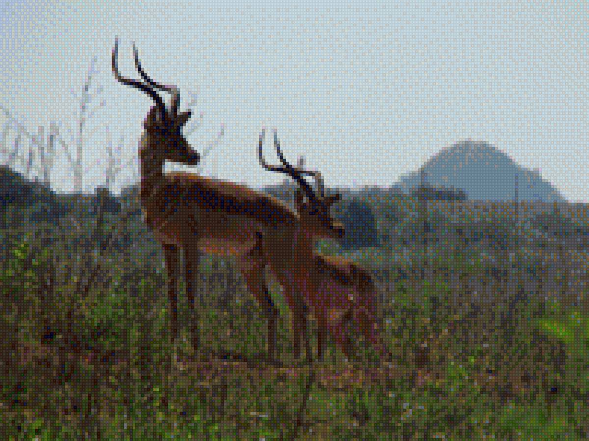 Импалы - предпросмотр