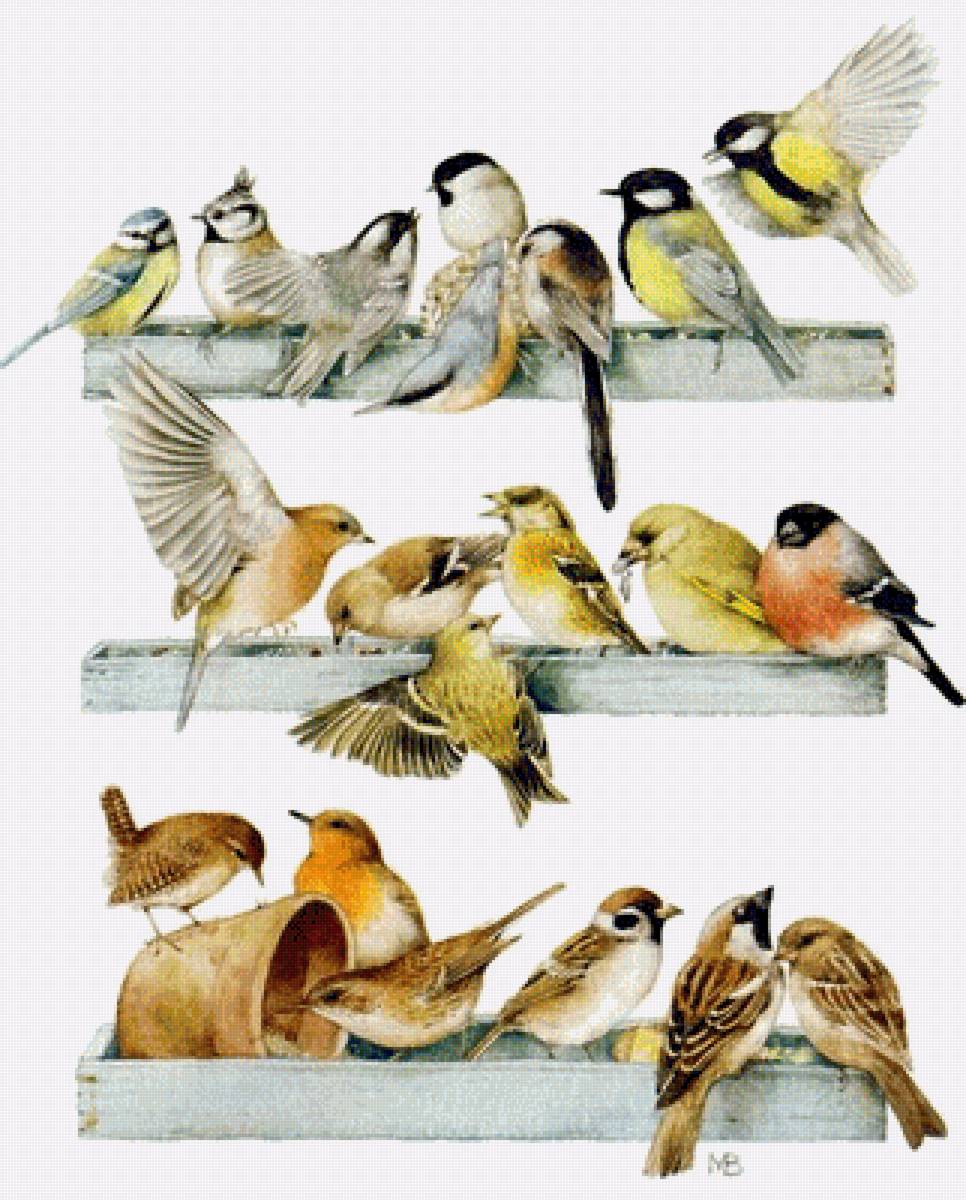 птички - птицы - предпросмотр