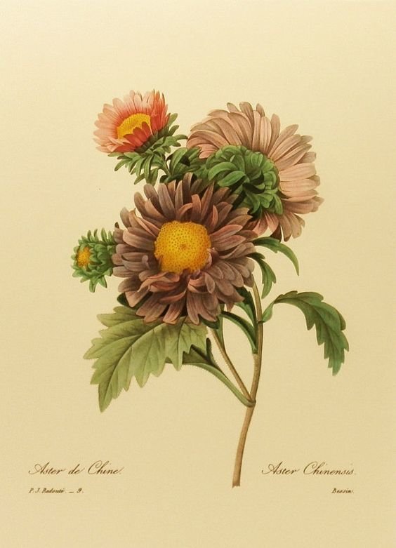 Астры - цветы - оригинал