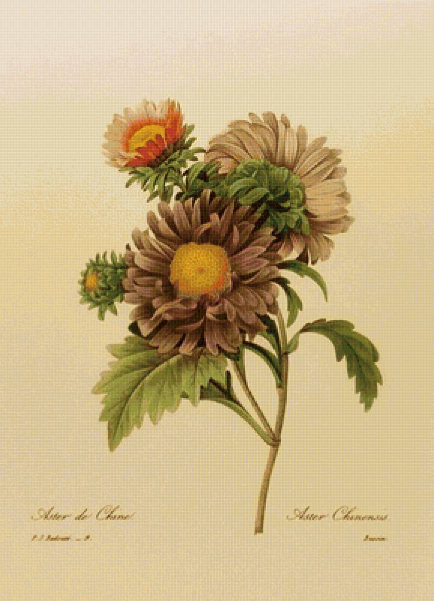 Астры - цветы - предпросмотр