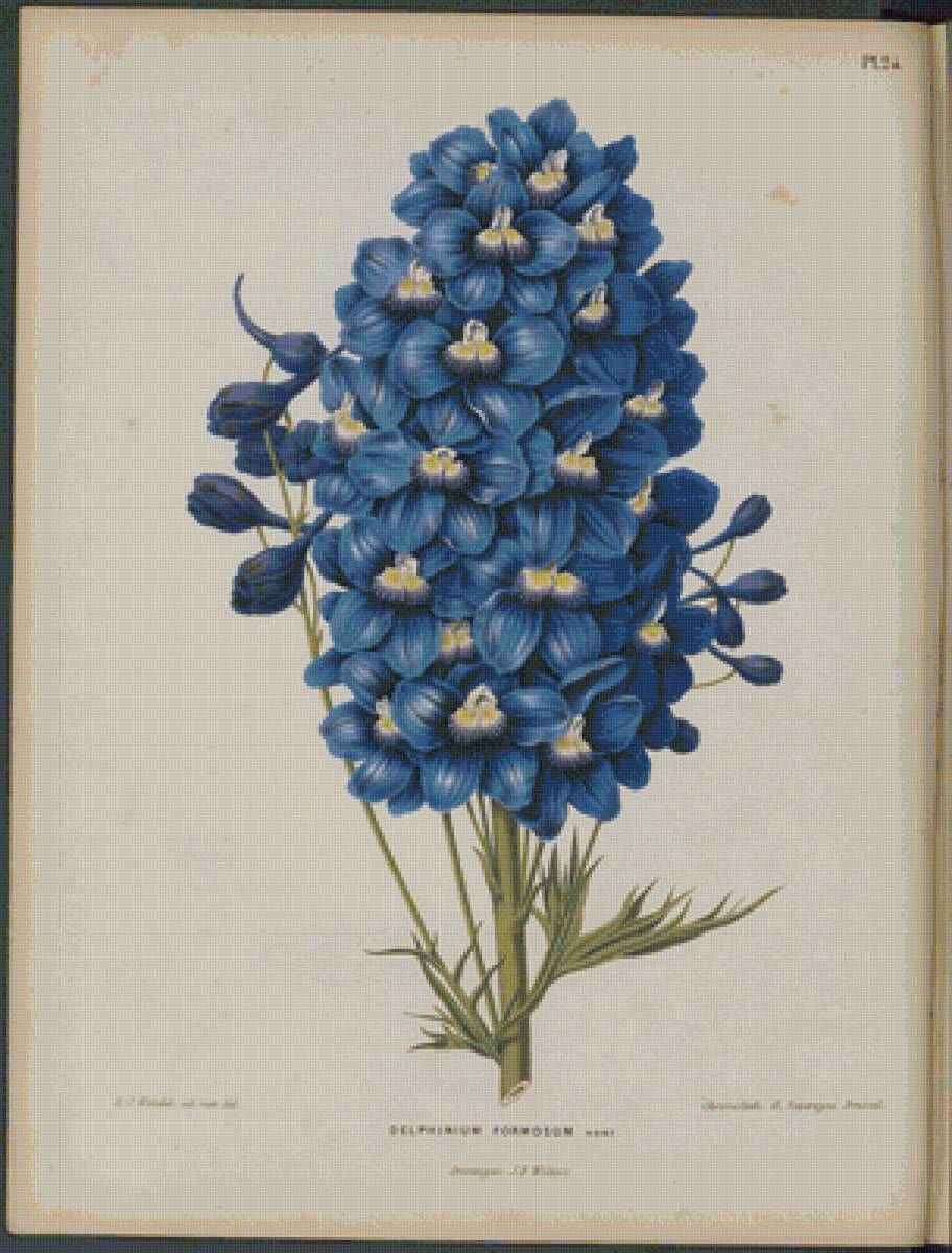 Дельфиниум - цветы - предпросмотр