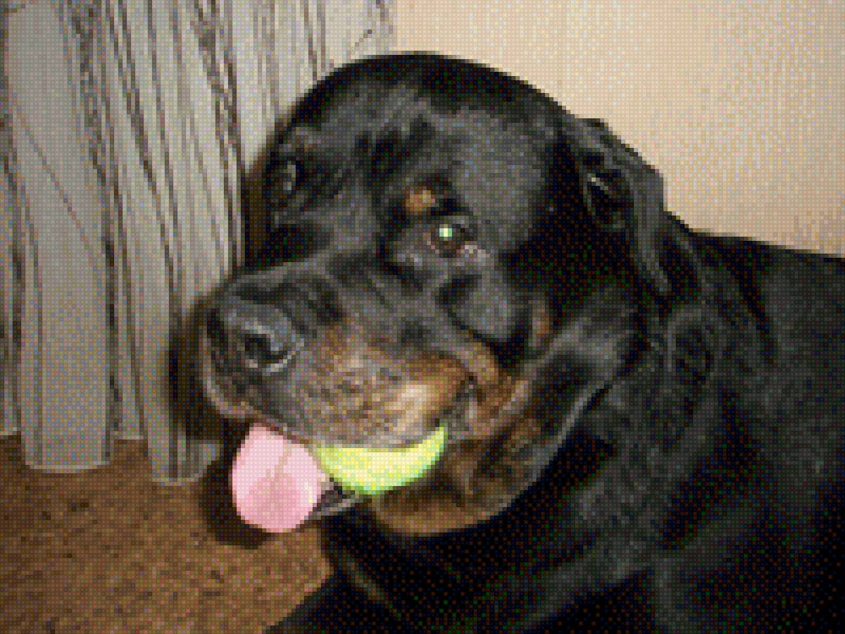 Ротвейлер Ерема - собака, ротвейлер - предпросмотр