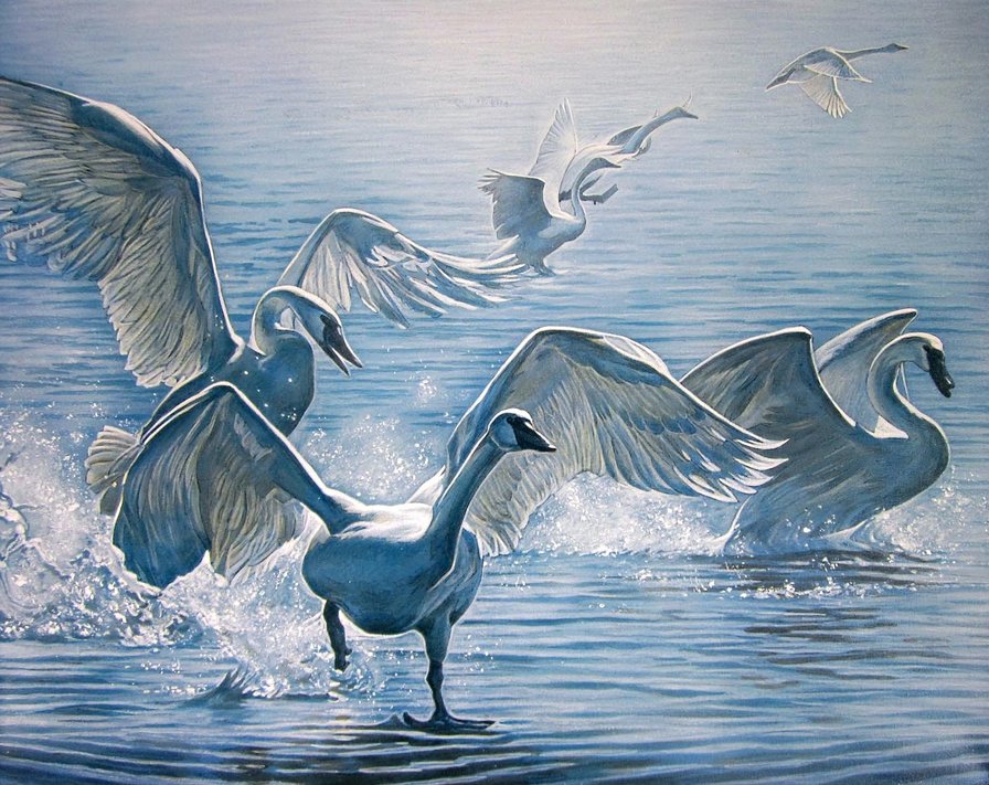 лебединое озеро - птицы, лебеди, лебедь, белый лебедь - оригинал