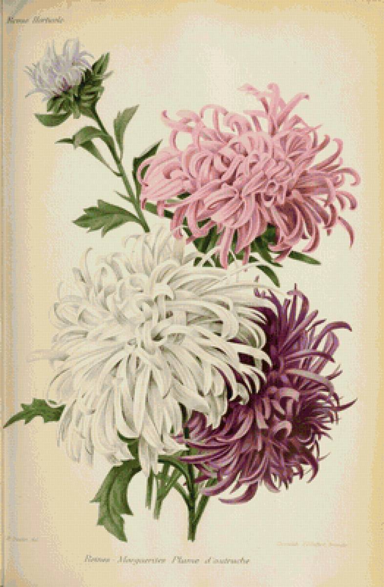 Астры - цветы, букет - предпросмотр