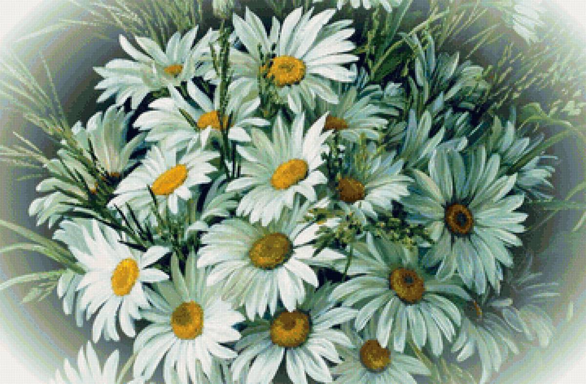 ромашки - цветы - предпросмотр