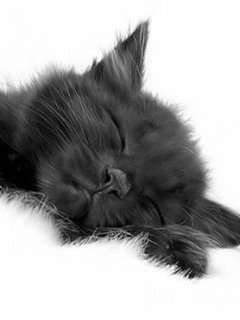 спящий котик - оригинал